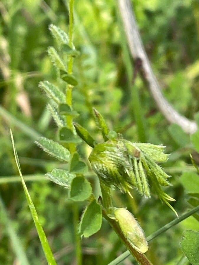 Vicia hybrida 19