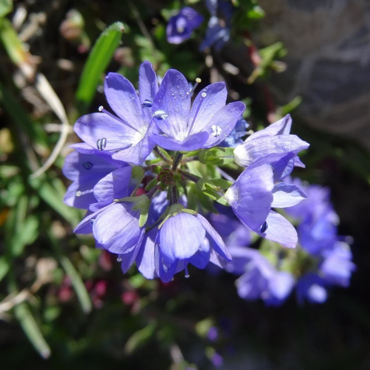 Veronica d'Aragona 3