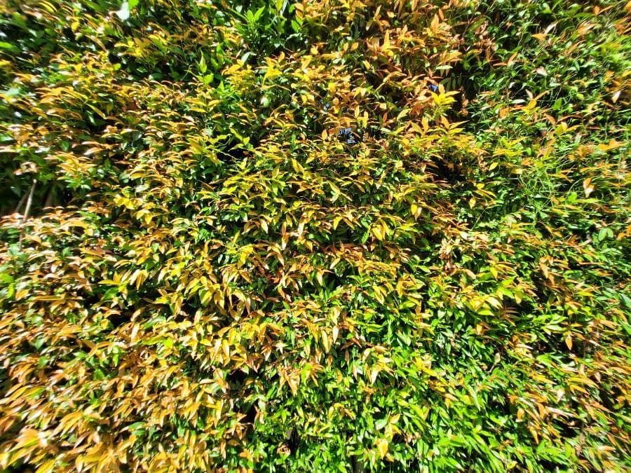 Syzygium 4
