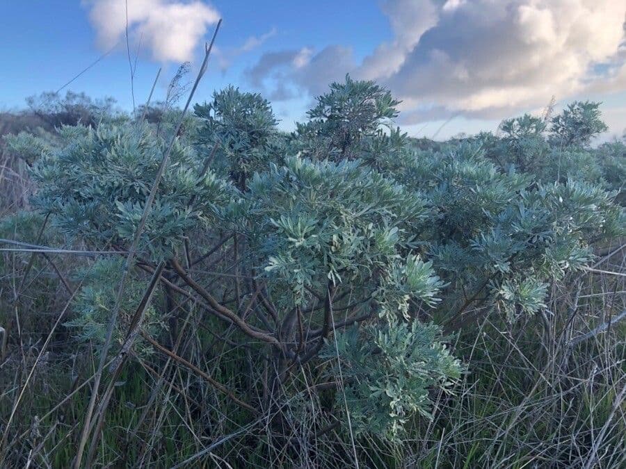 Artemisia tridentata 14