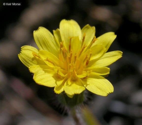 Agoseris annuale 9