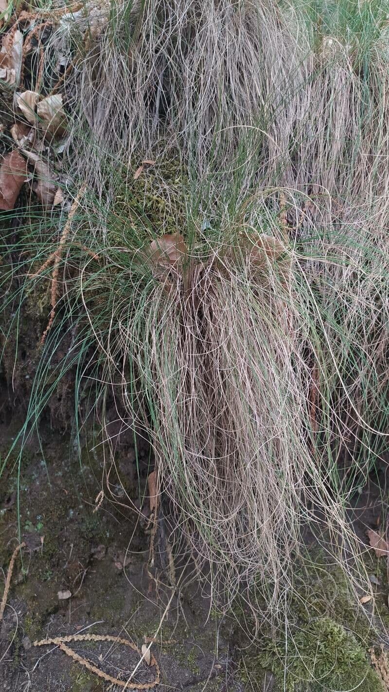 Festuca flavescens 16