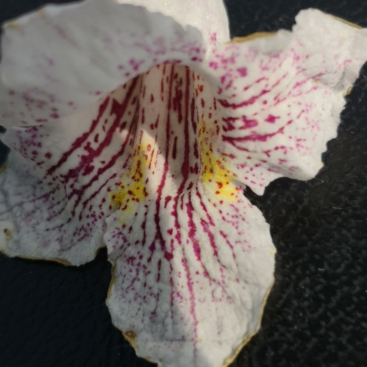 Catalpa di Bunge 4