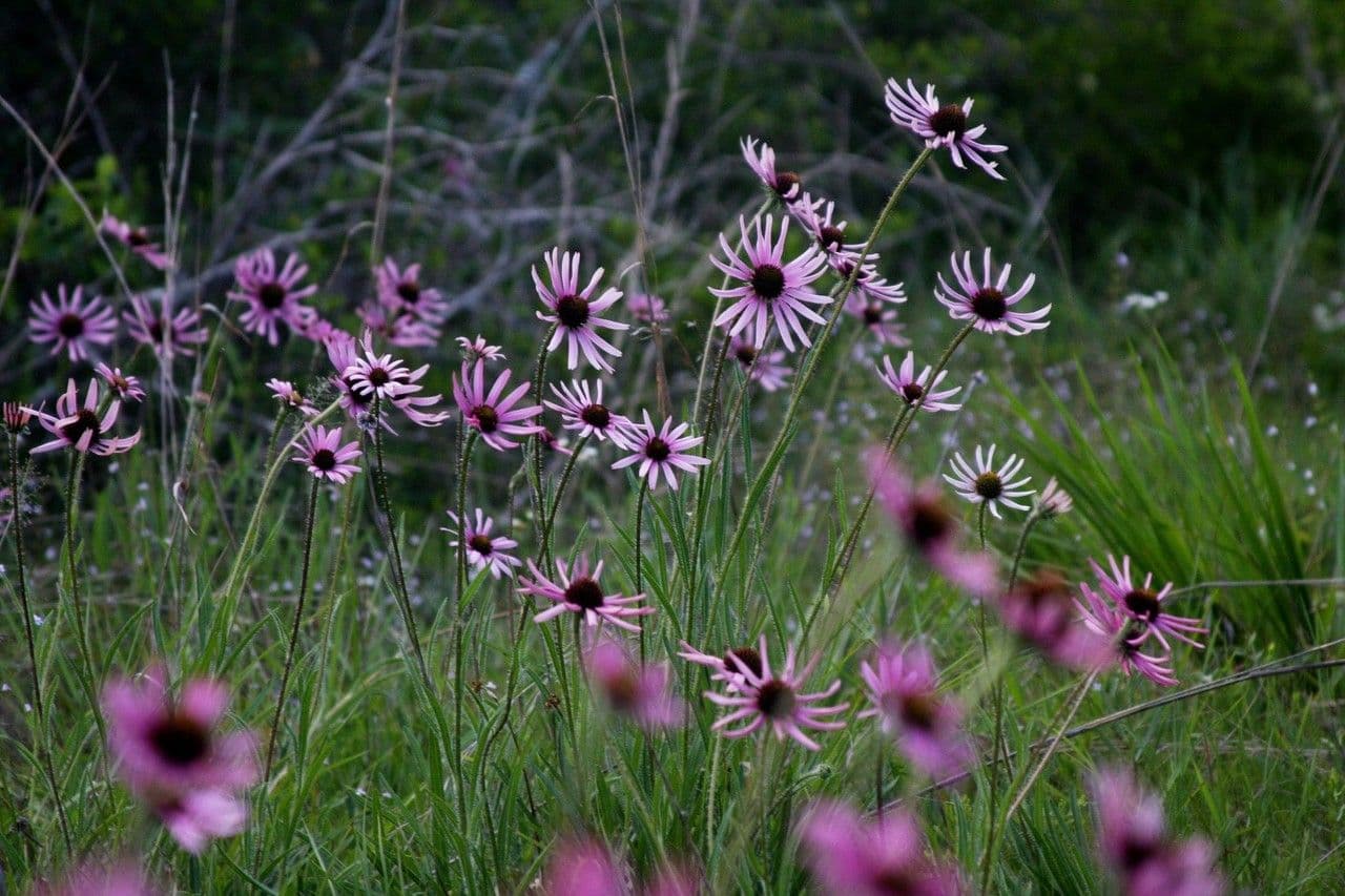 Echinacea del Tennessee 8