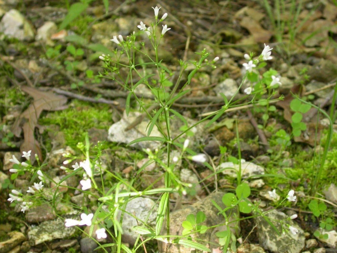 Langblättriges Sommerblühen 7