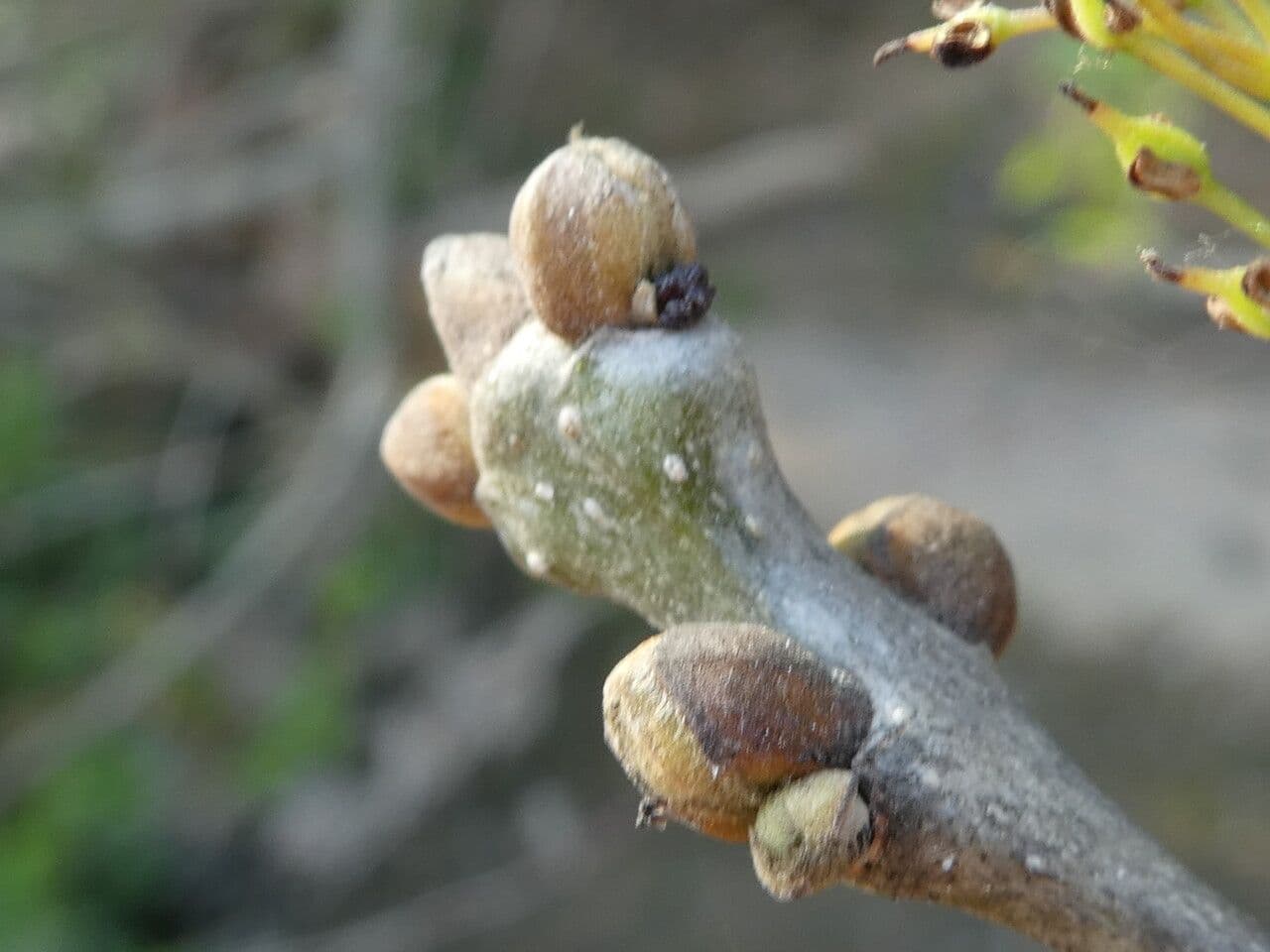 Schmalblättrige Esche 22