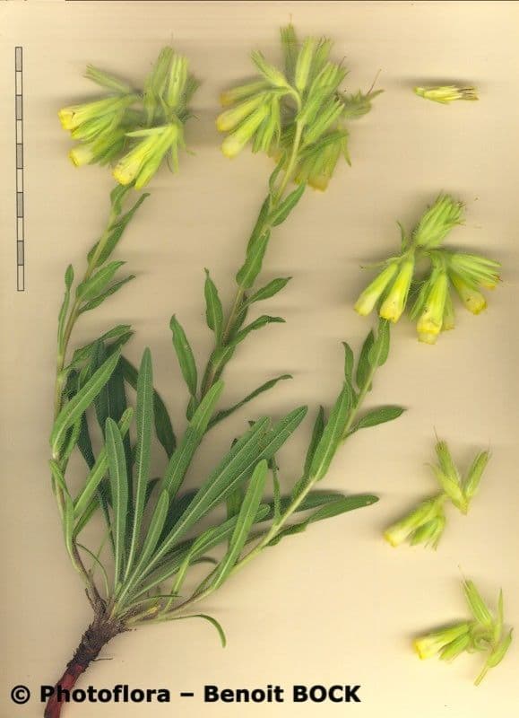 Onosma 25