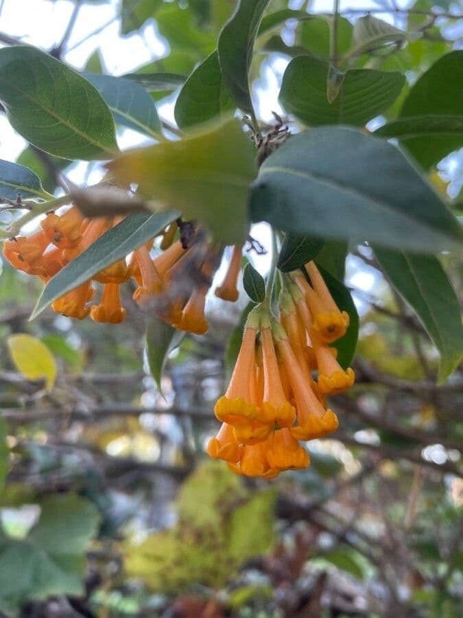 Cestrum arancione 5