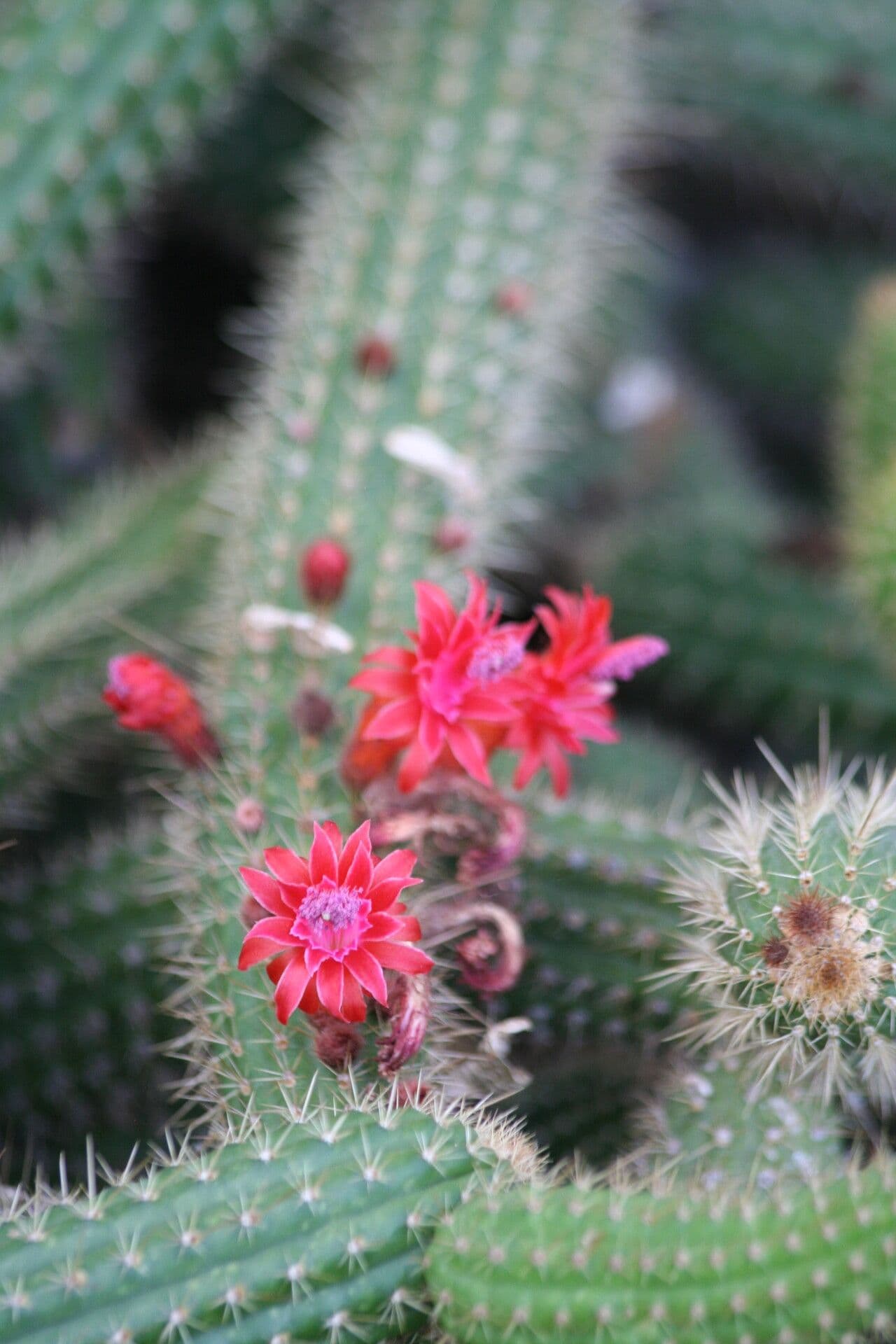 Cleistocactus 3