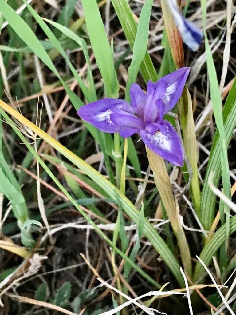 Moraea 21