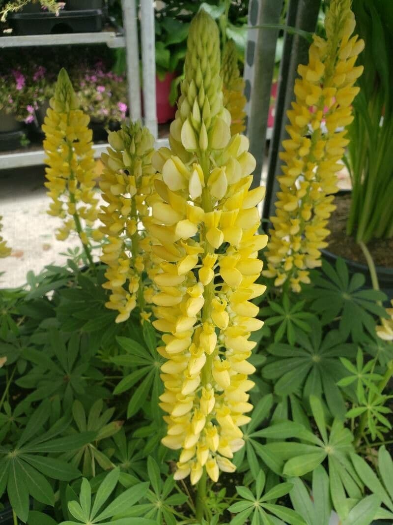 Baum-Lupine 10