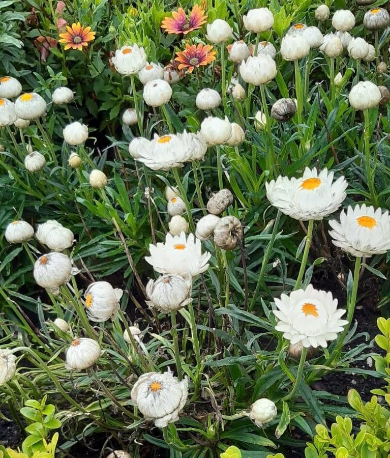 Xerochrysum 16