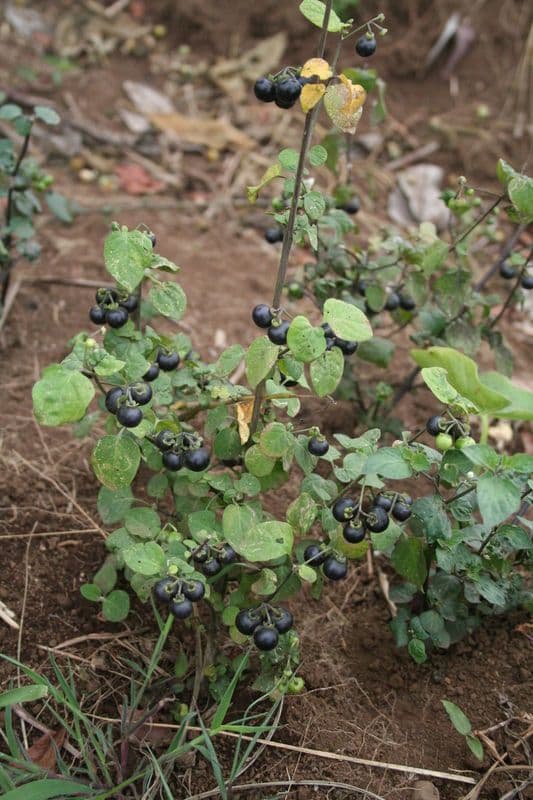Solano 8