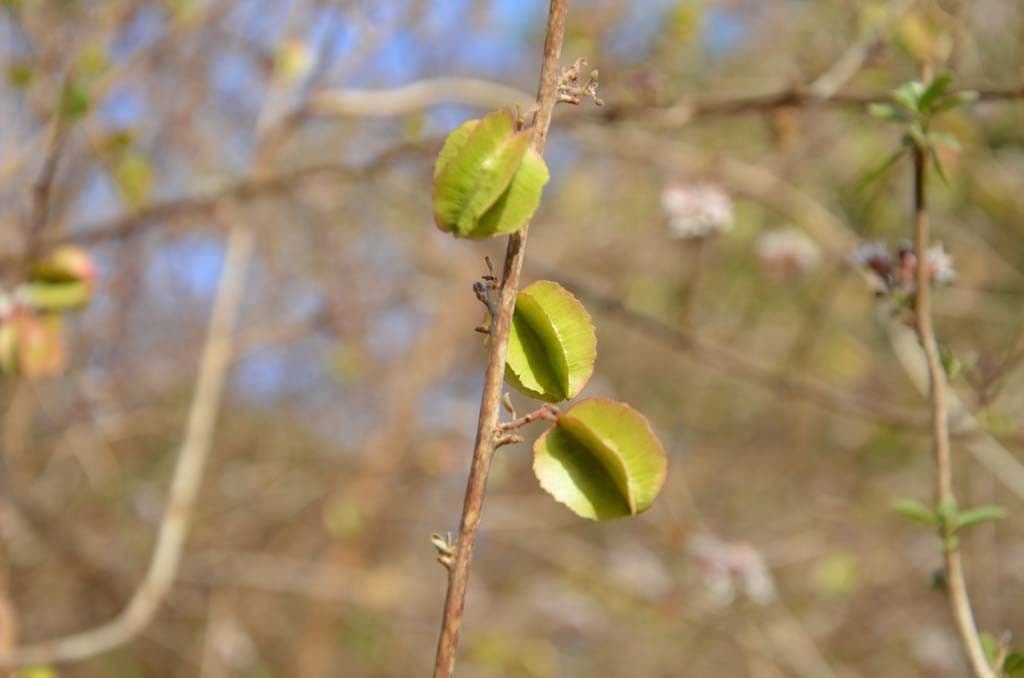 Combretum 5