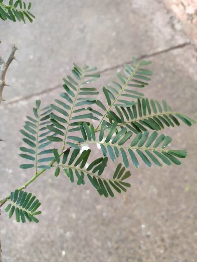 Machaerium spinoso 12