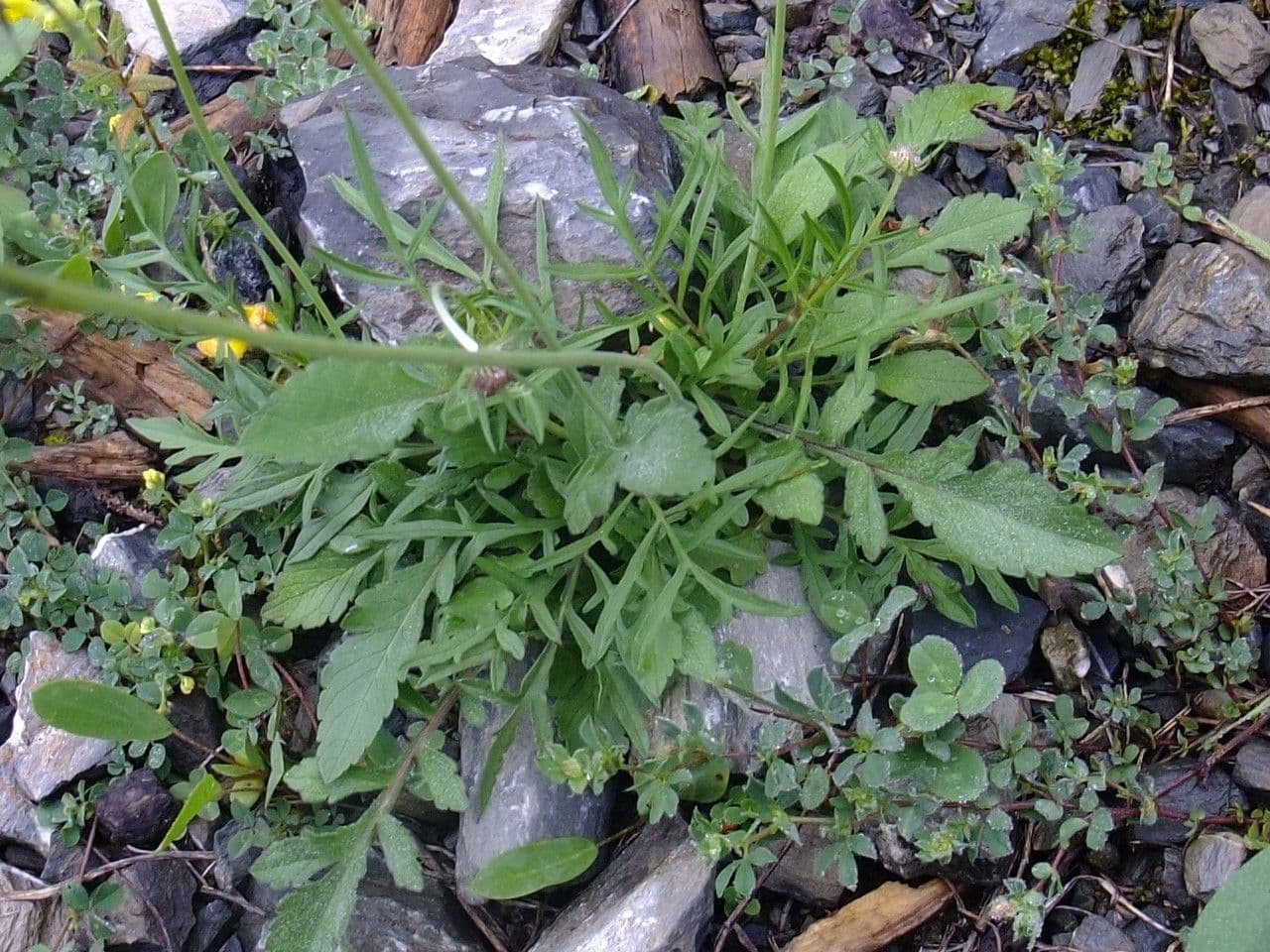 Vedovina lucida 12