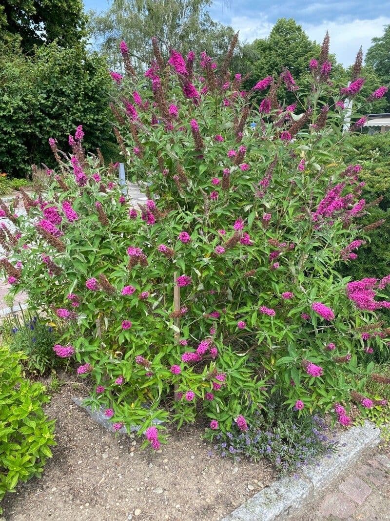 Buddleja 9