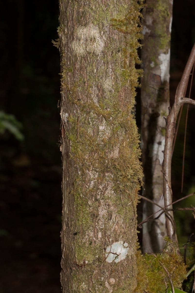 Phyllanthus 19