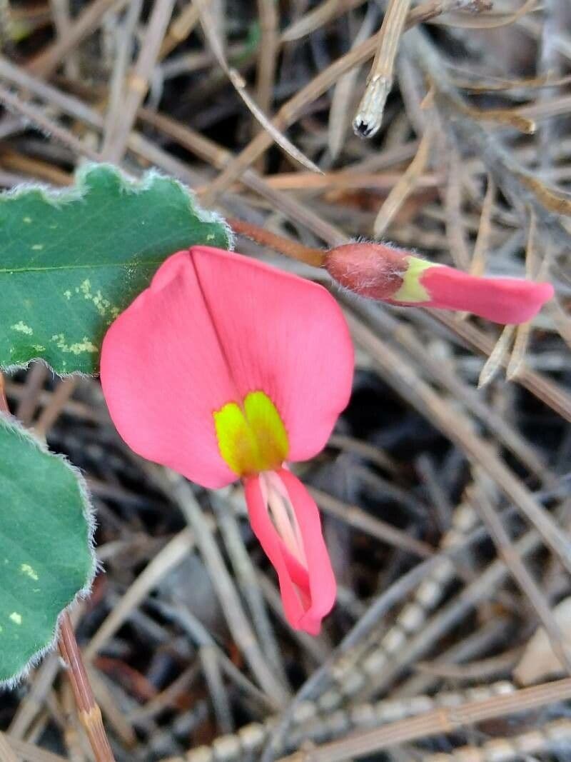 Kennedia prostrata 4
