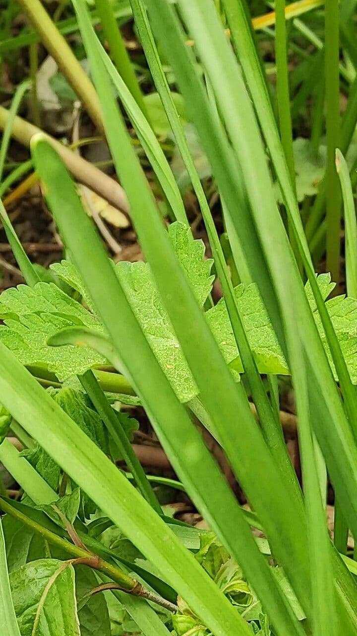 Narciso ciclamino 12