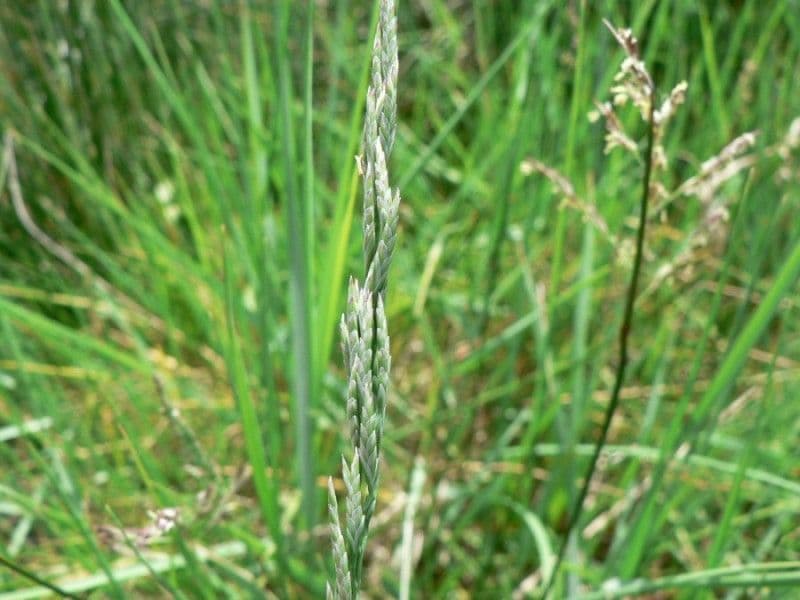Andelgras 20