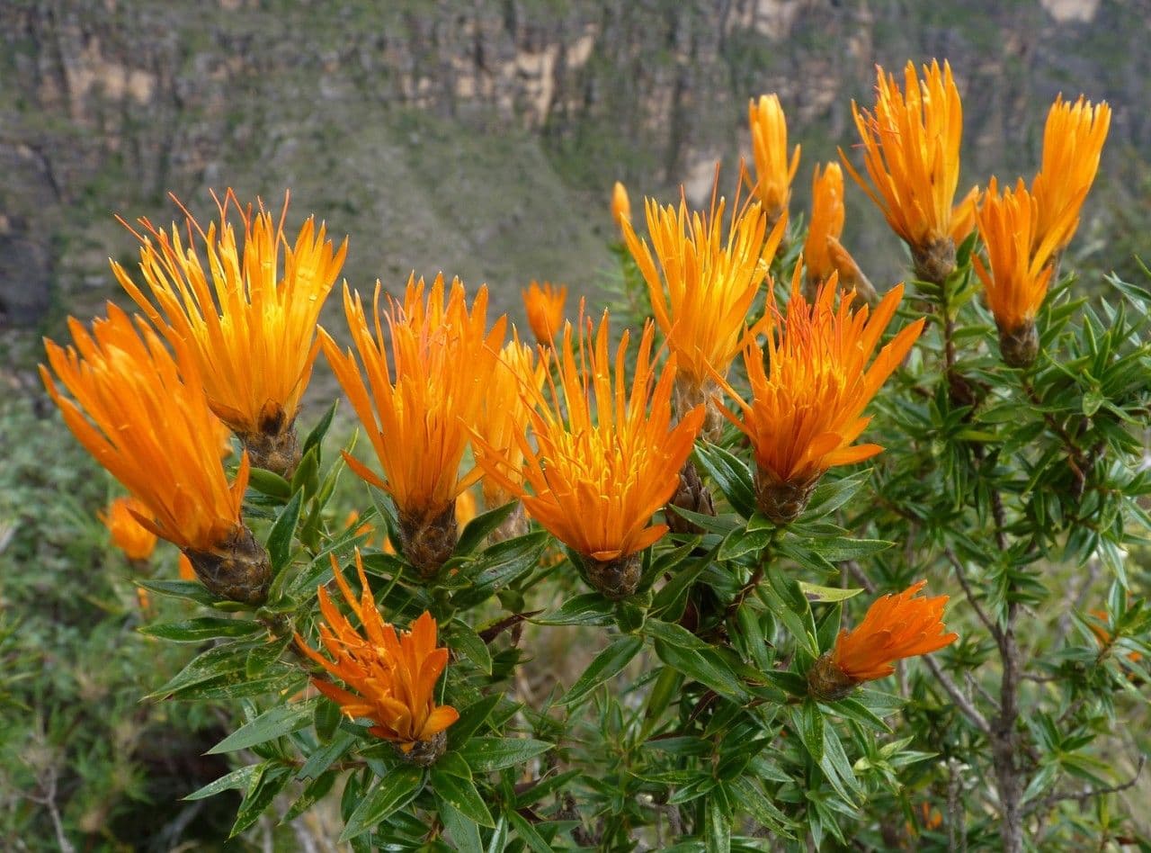 Chuquiraga 10