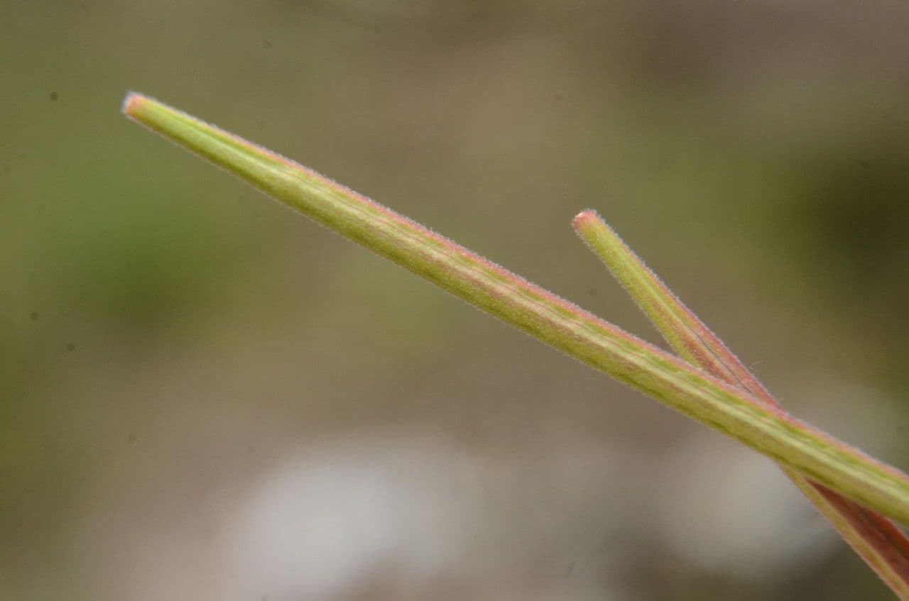 Hügel-Weiderich 2