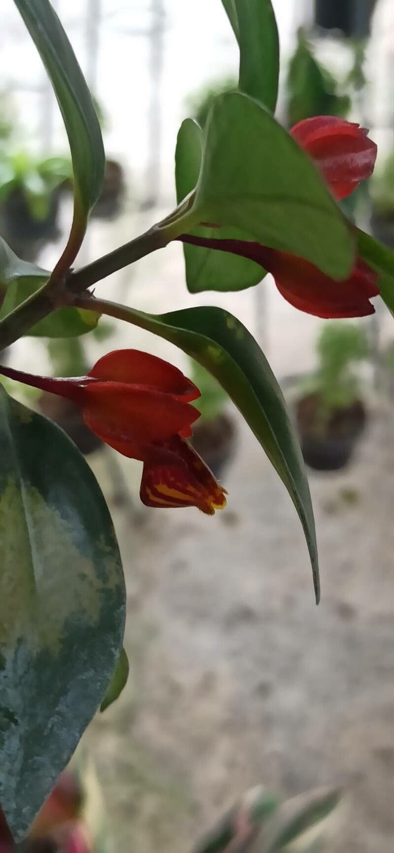 Drymonia coriacea 6