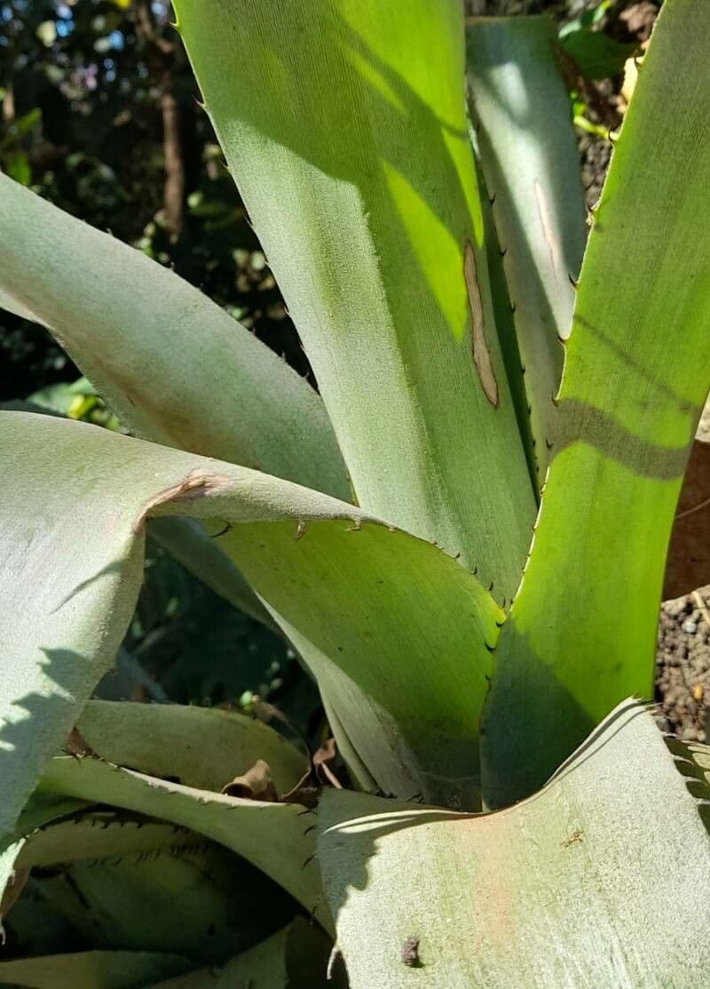 Aechmea bromeliifolia 10