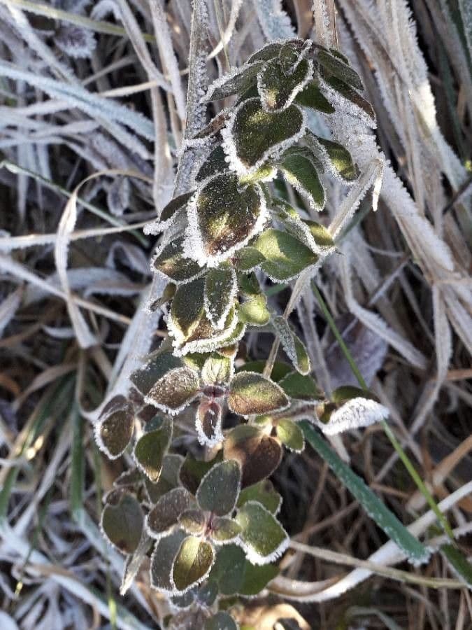 Oregano 20
