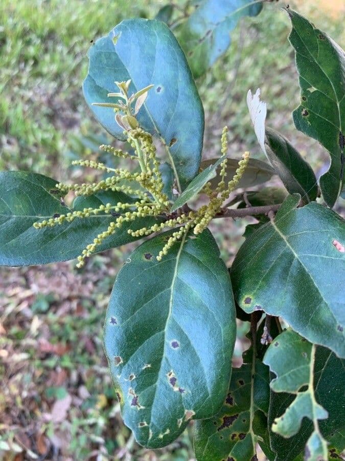 Quercia 6