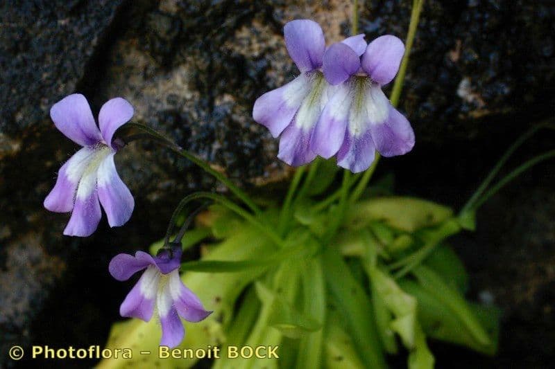 Pinguicula 22