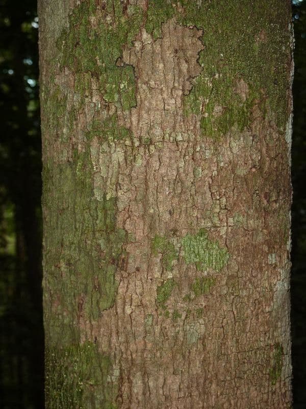 Chrysophyllum