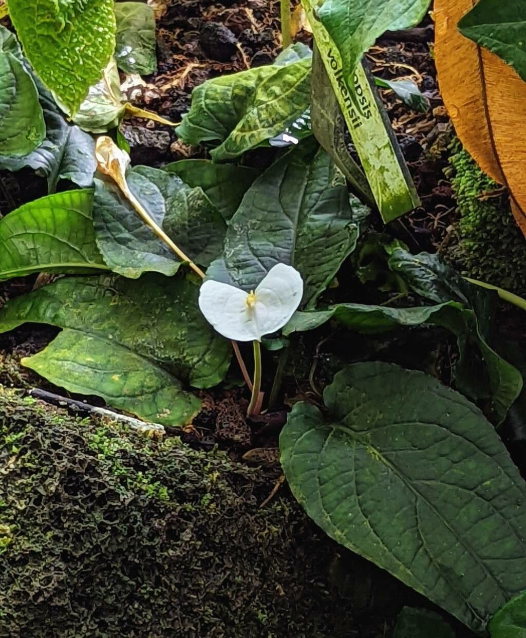 Volkens' Callopsis