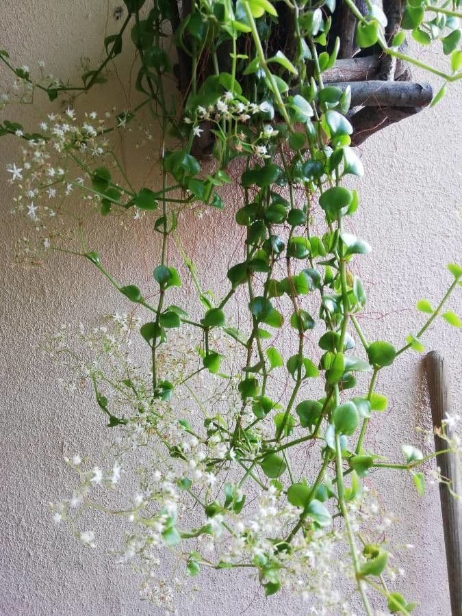 Peperomia 7