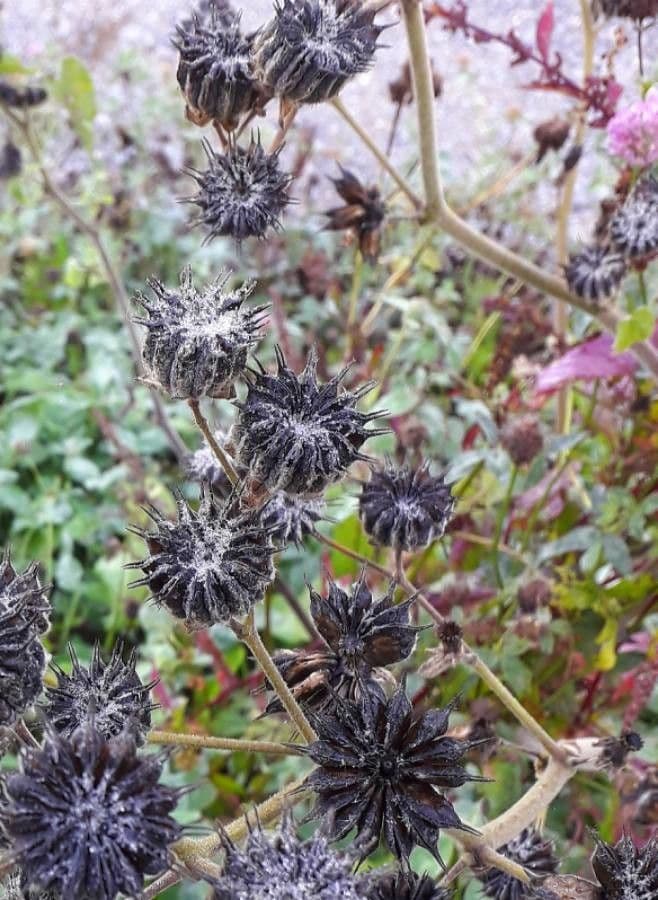 Abutilon di Teofrasto
