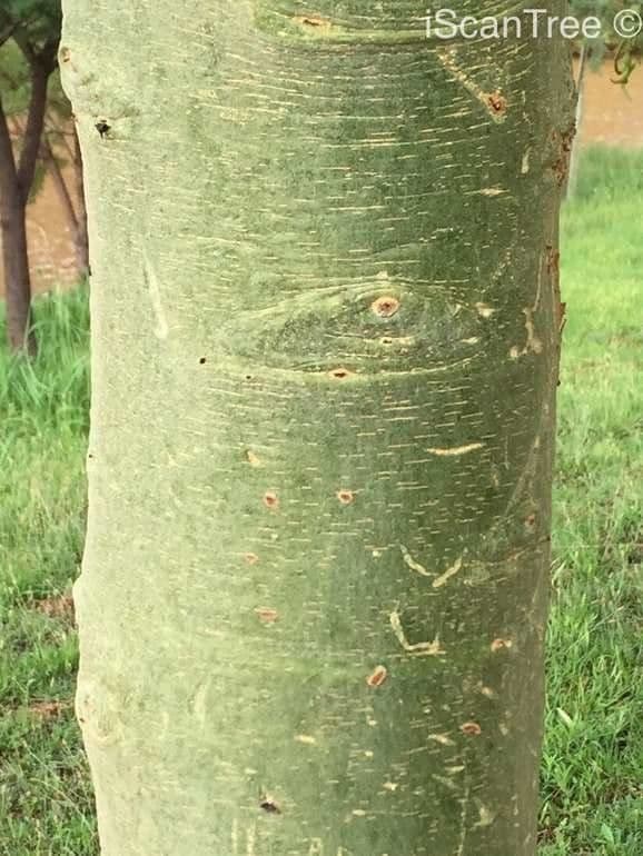 Acacia febrífuga 15