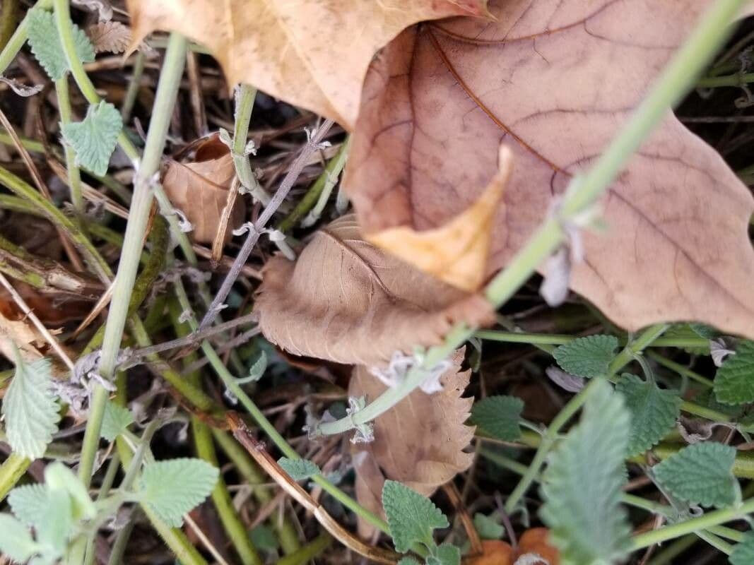 Erba gatta a grappoli 19
