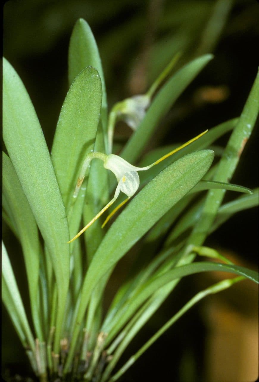 Masdevallia mejiana