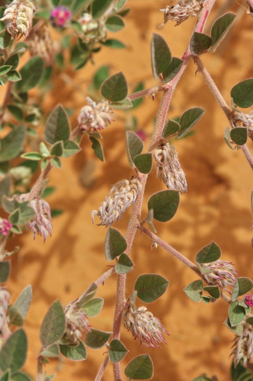 Indigofera diphylla