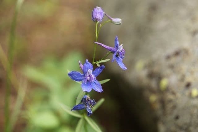 Speronella bicolore 2
