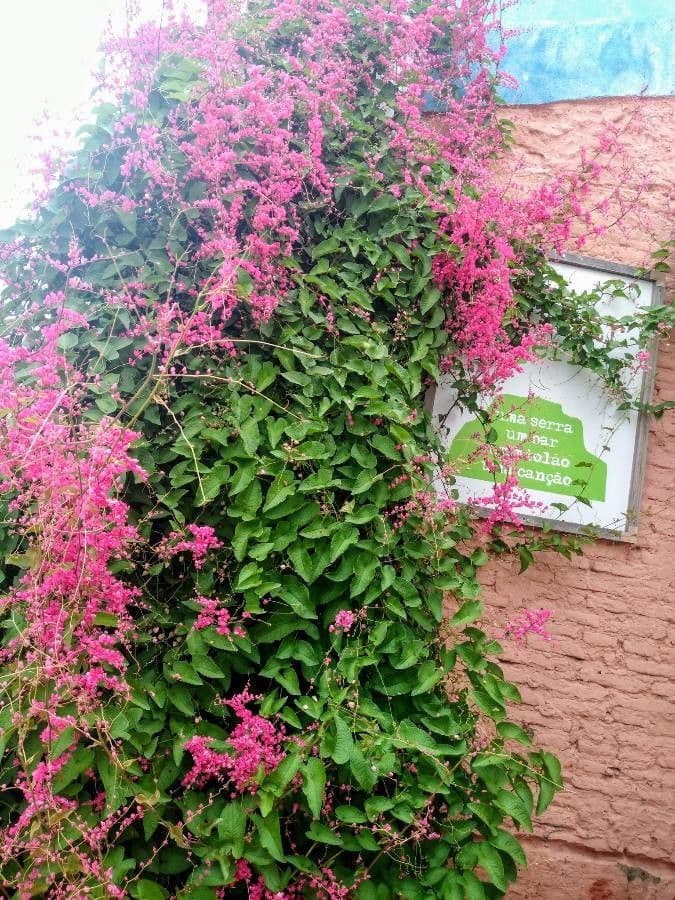 Antigonon leptopus 6