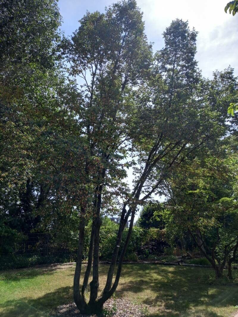 Carpino giapponese 4