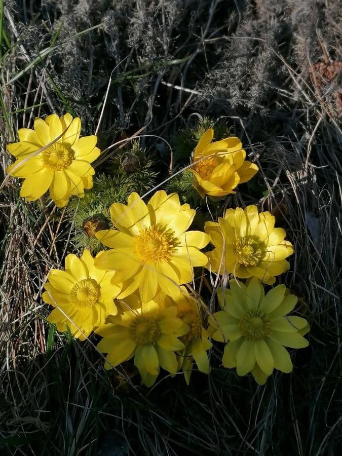 Adonide primaverile 21