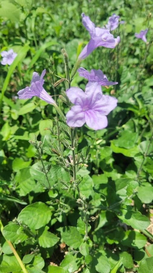 Ruellia nudiflora 5