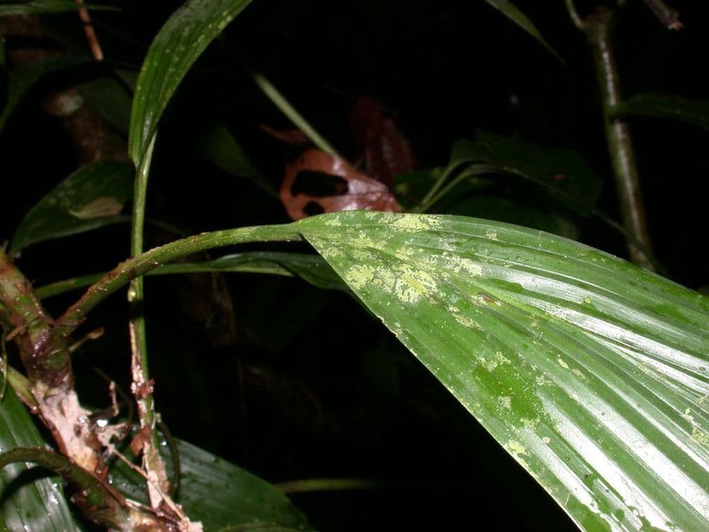 Evodianthus 16