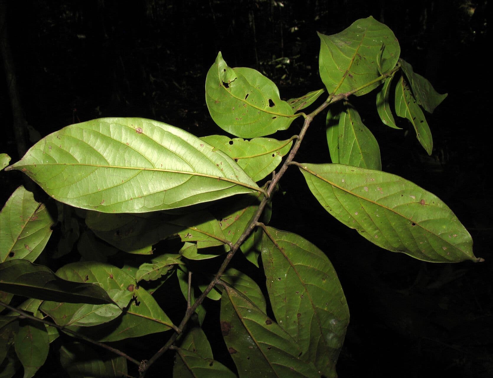 Ocotea 5