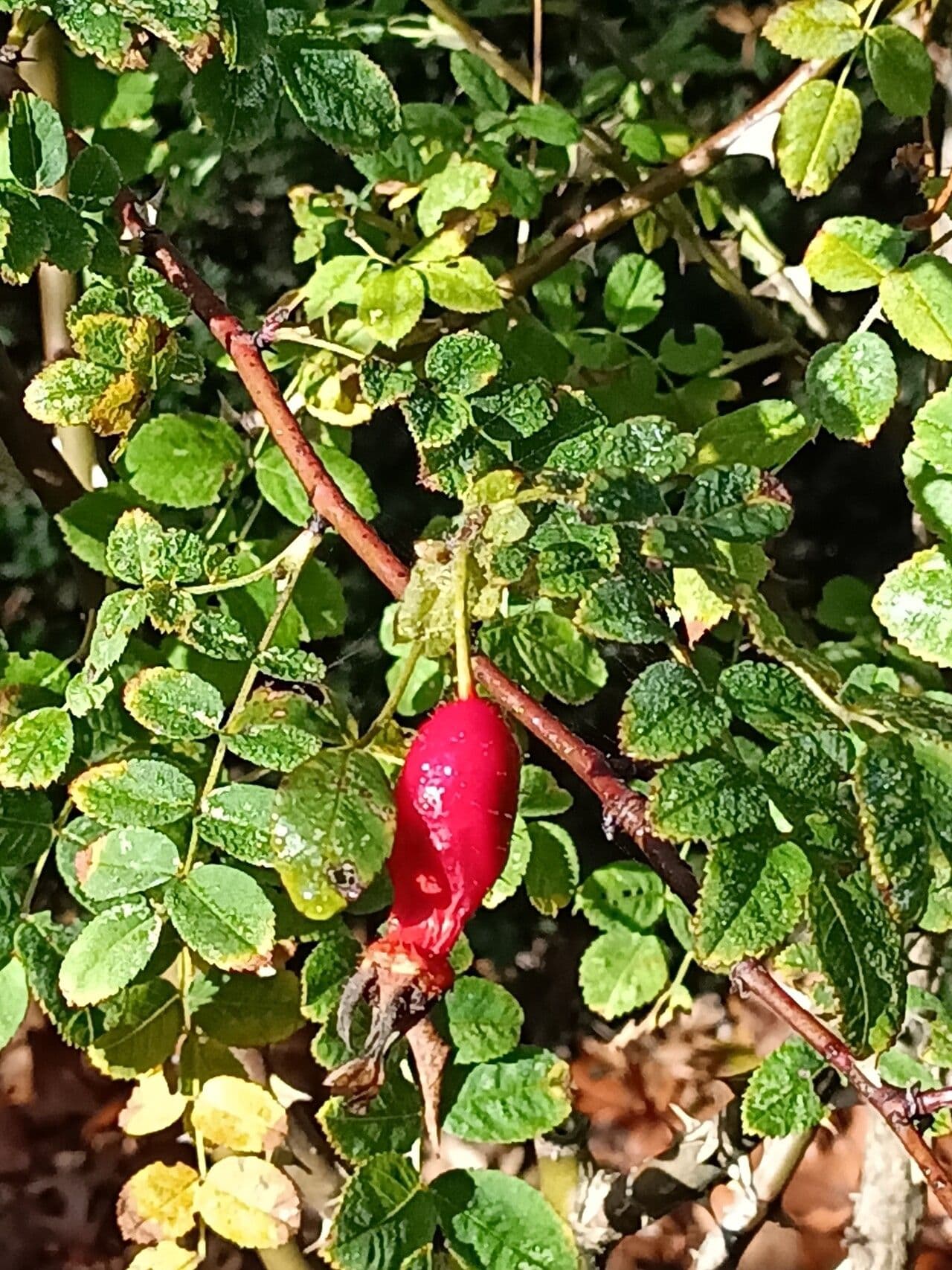 Rosa