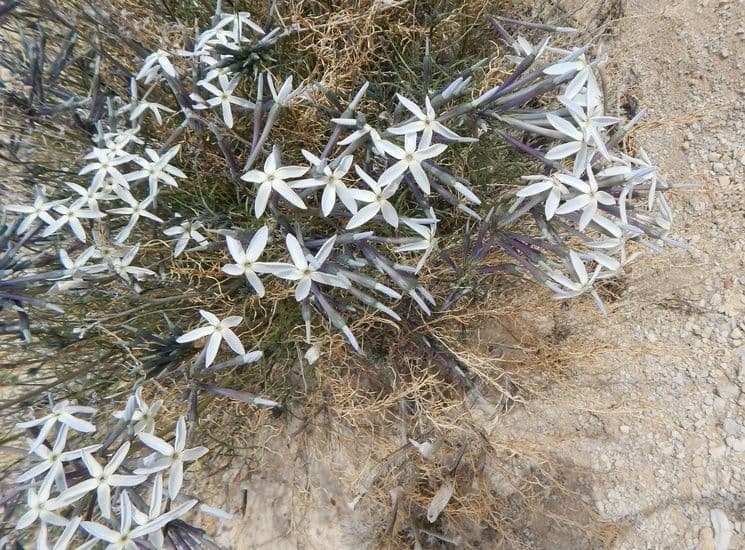 Amsonia 2