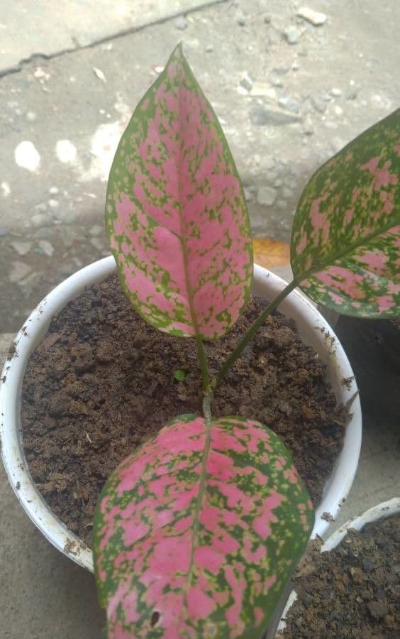 Aglaonema 16